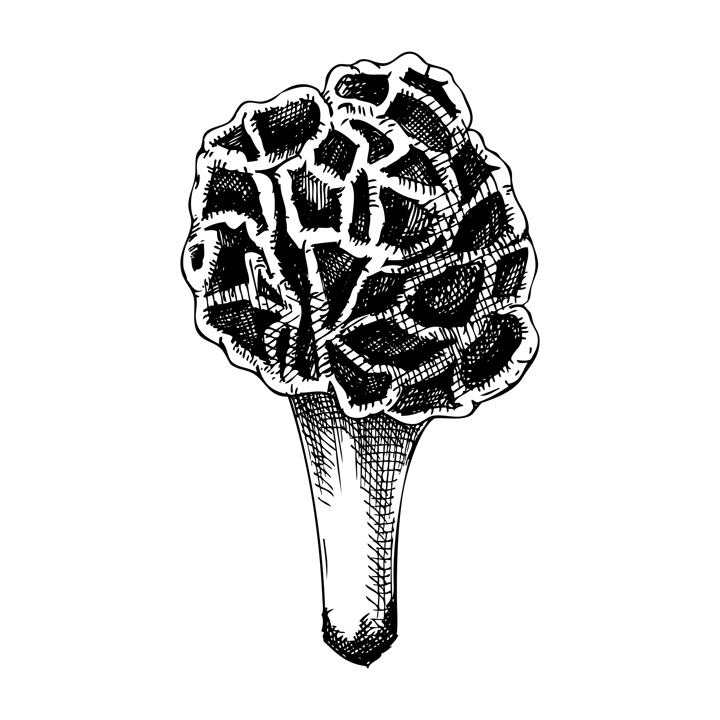 False morel mushroom sketch. Hand-drawn deadly poisonous fungus illustration. Forest mushroom drawing isolated on white. Poisonous woodland plants design element